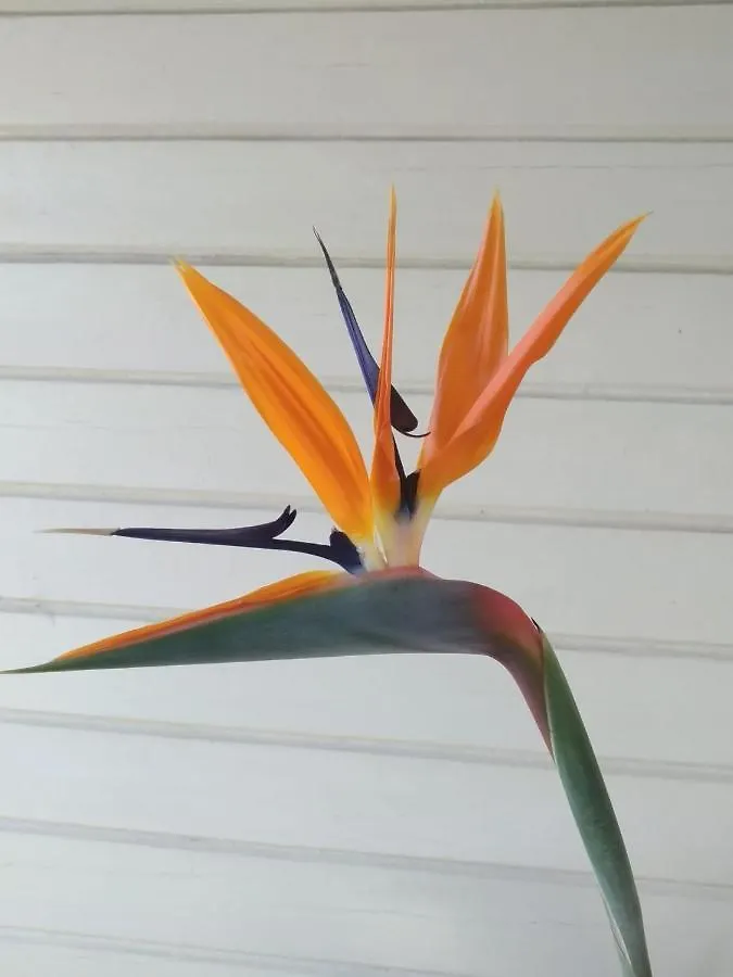Aruba Harmony'S Boutique Hotel & Apartments Oranjestad